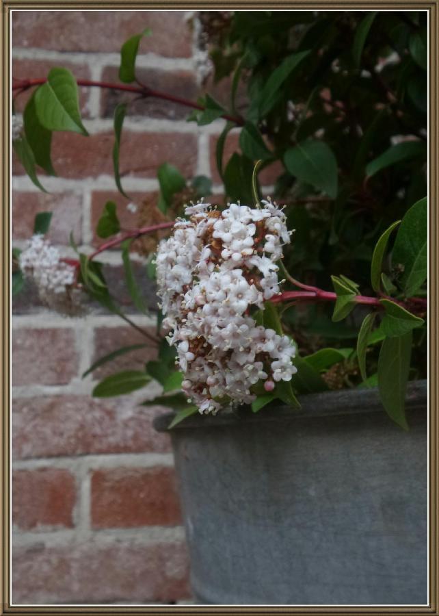 Cuntro' Granda Bed & Breakfast Boves ภายนอก รูปภาพ